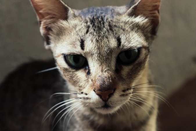 Why Does My Cat Bite Me? 6 Reasons & How to Respond Correctly