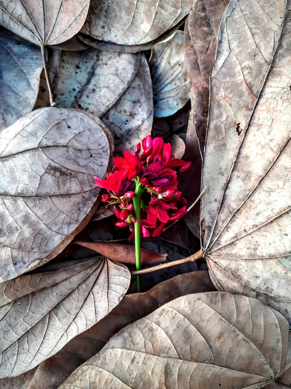 red flowers