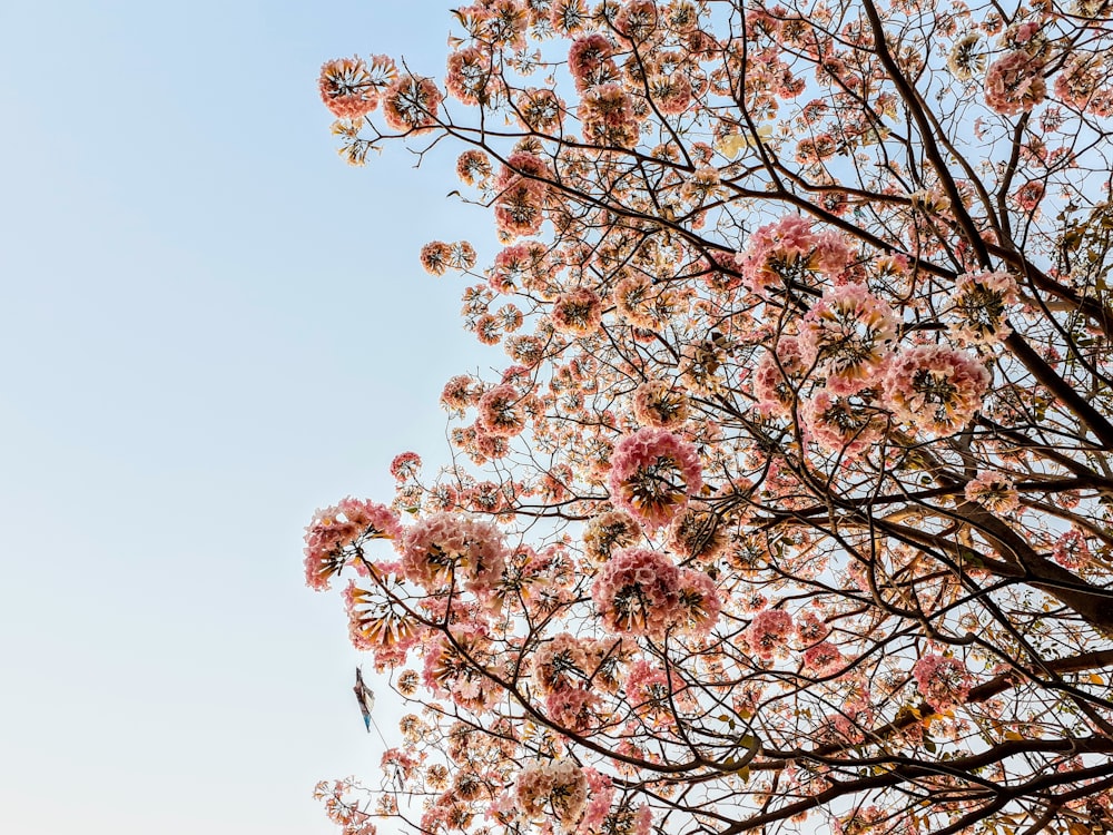 pink flowering tree during daytime