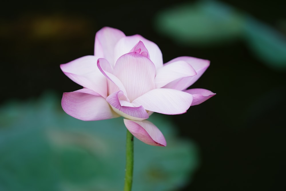 pink-petaled flower