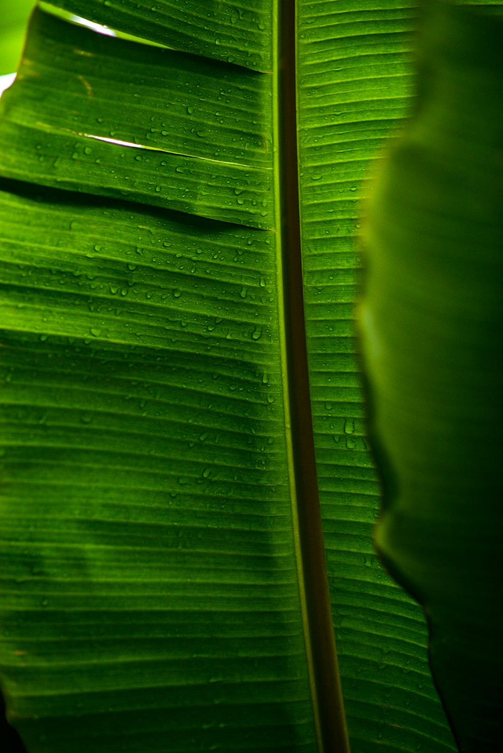 green banana leaves