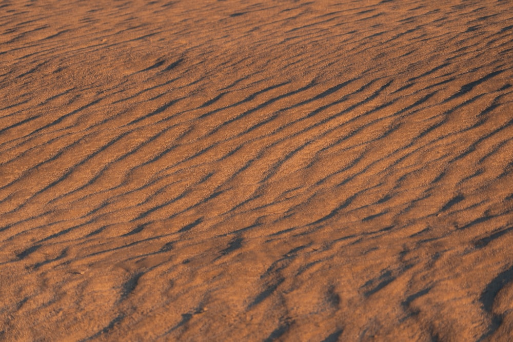 brown desert