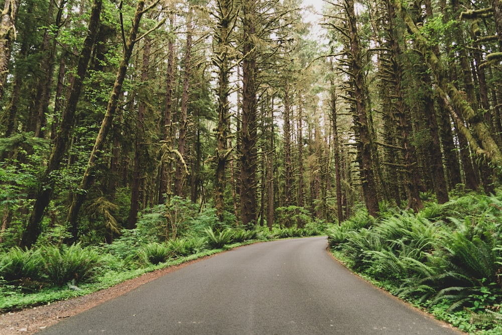 empty road between trees