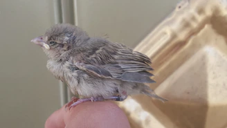A young bird balancing calmly on a slow swinging perch during training.