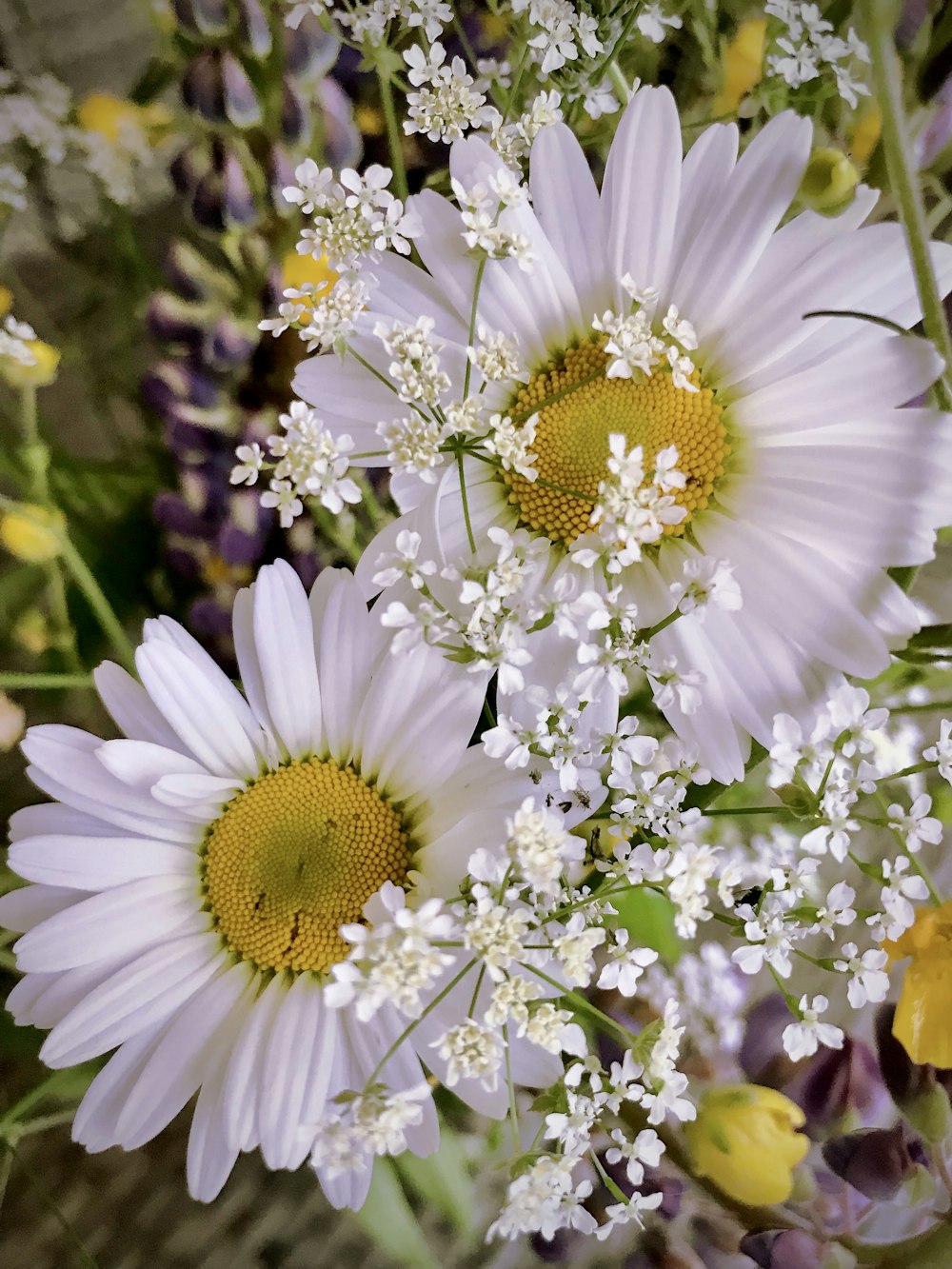 two white Daisy flowers