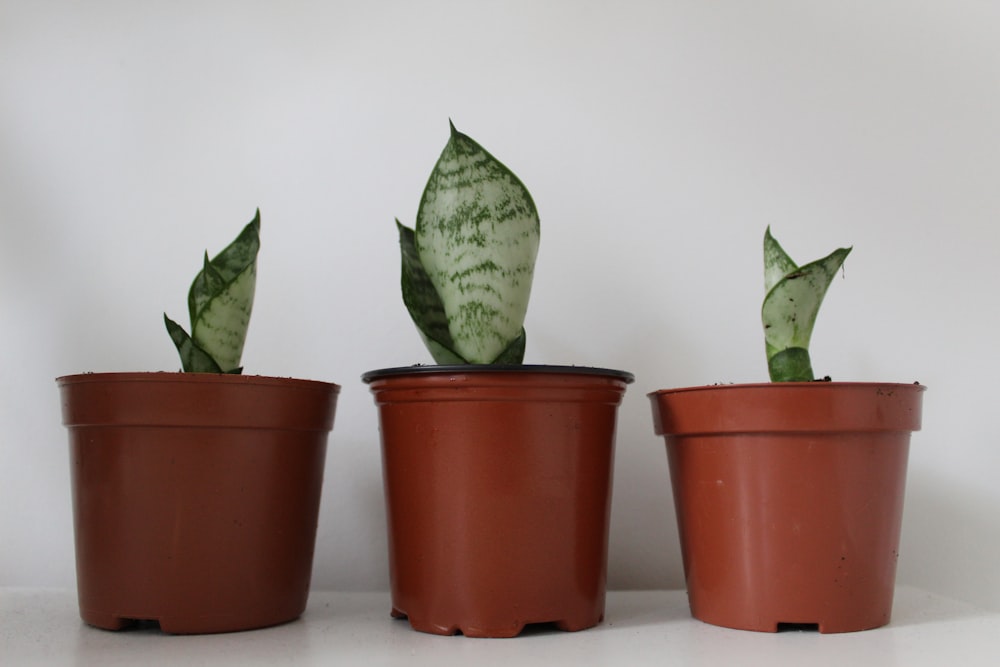 three green indoor plants on brown plant pots