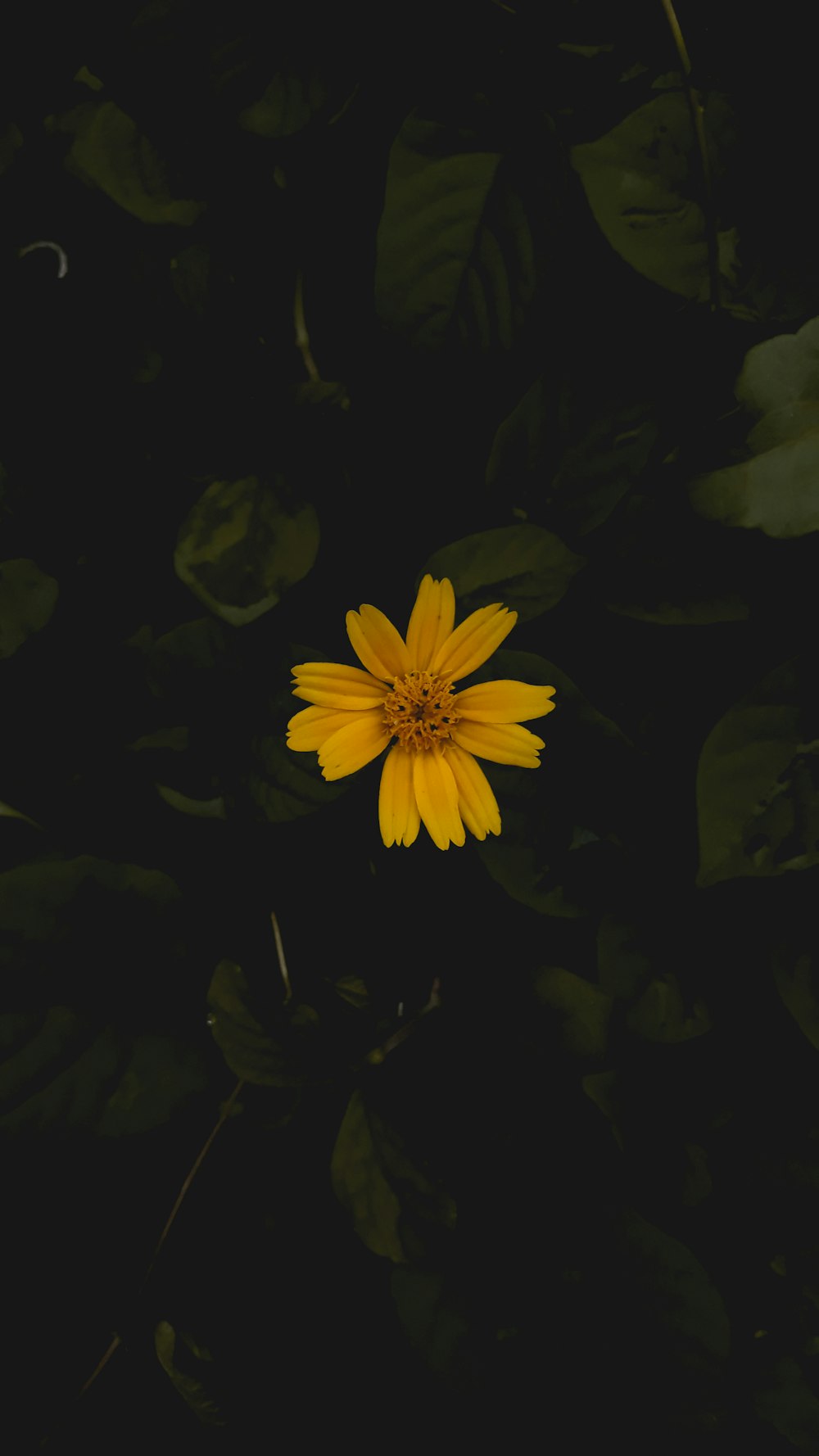 yellow petaled flower