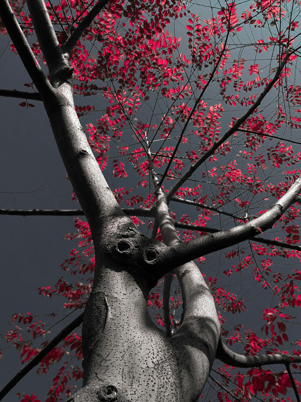 tree with pink leaves selective color photography