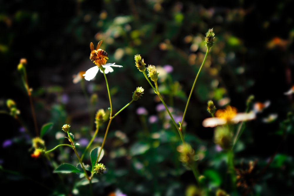 vespa na flor branca da margarida