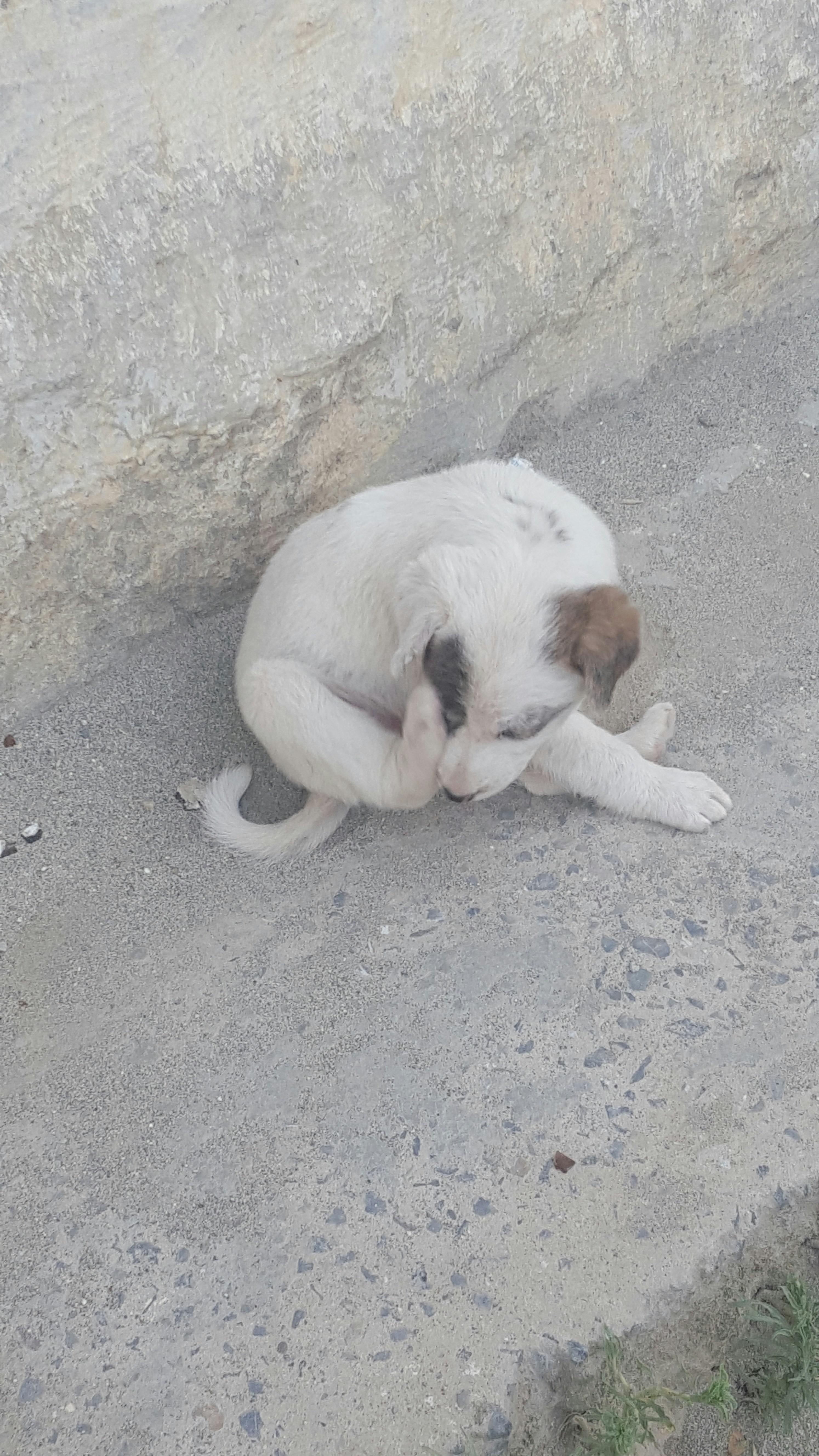 Tipos de parásitos en perros más frecuentes: externos e internos