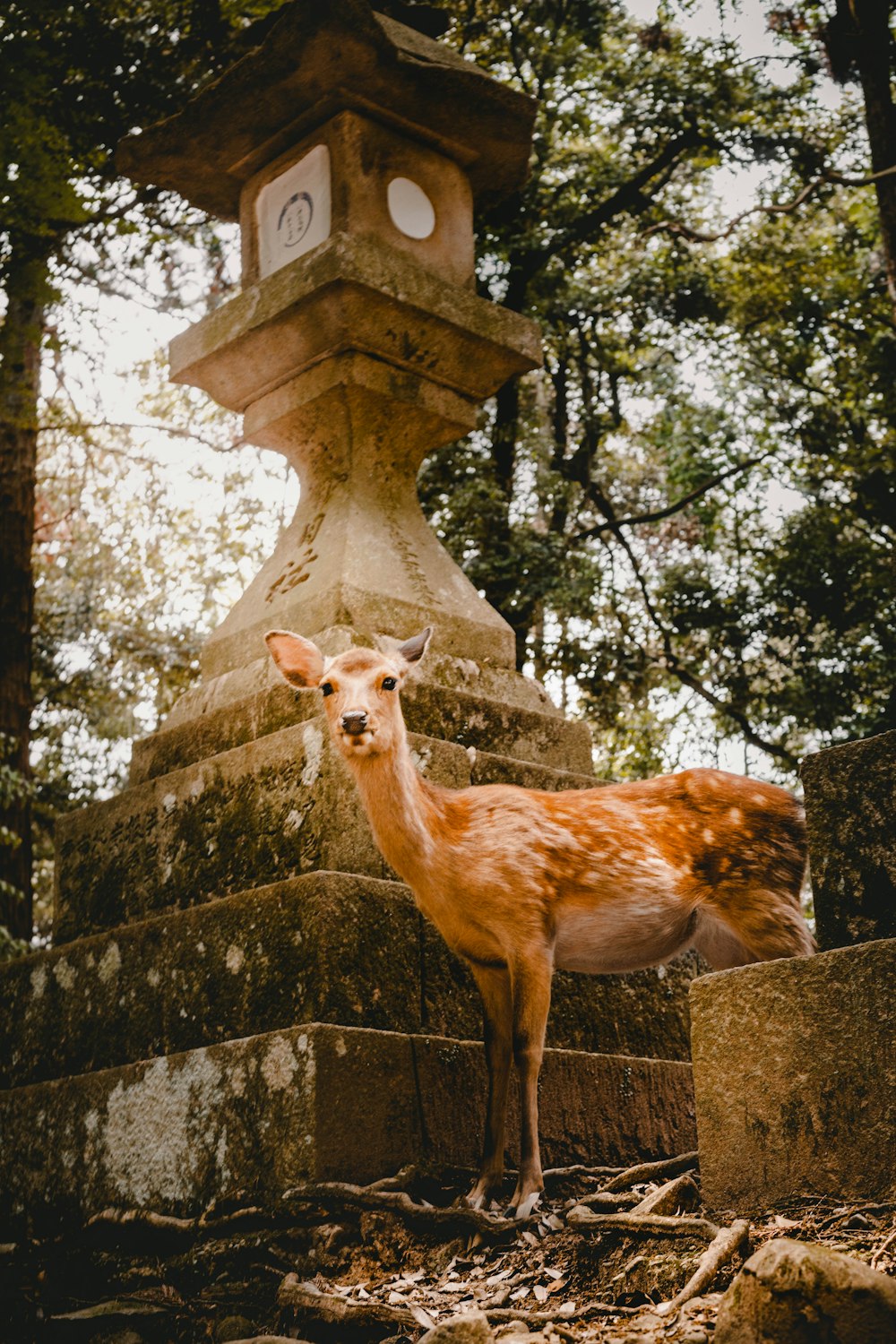 brown deer photography