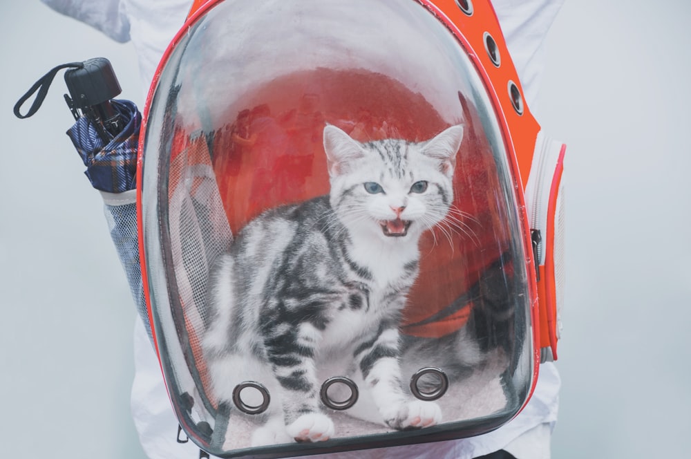 white and black cat in pet carrier