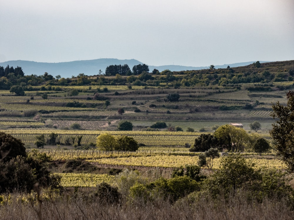 green-leafed trees