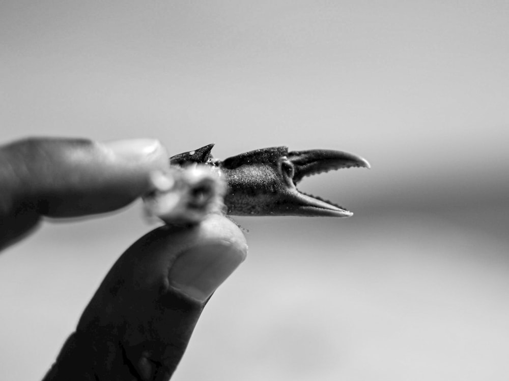 person holding animal claw grayscale photo