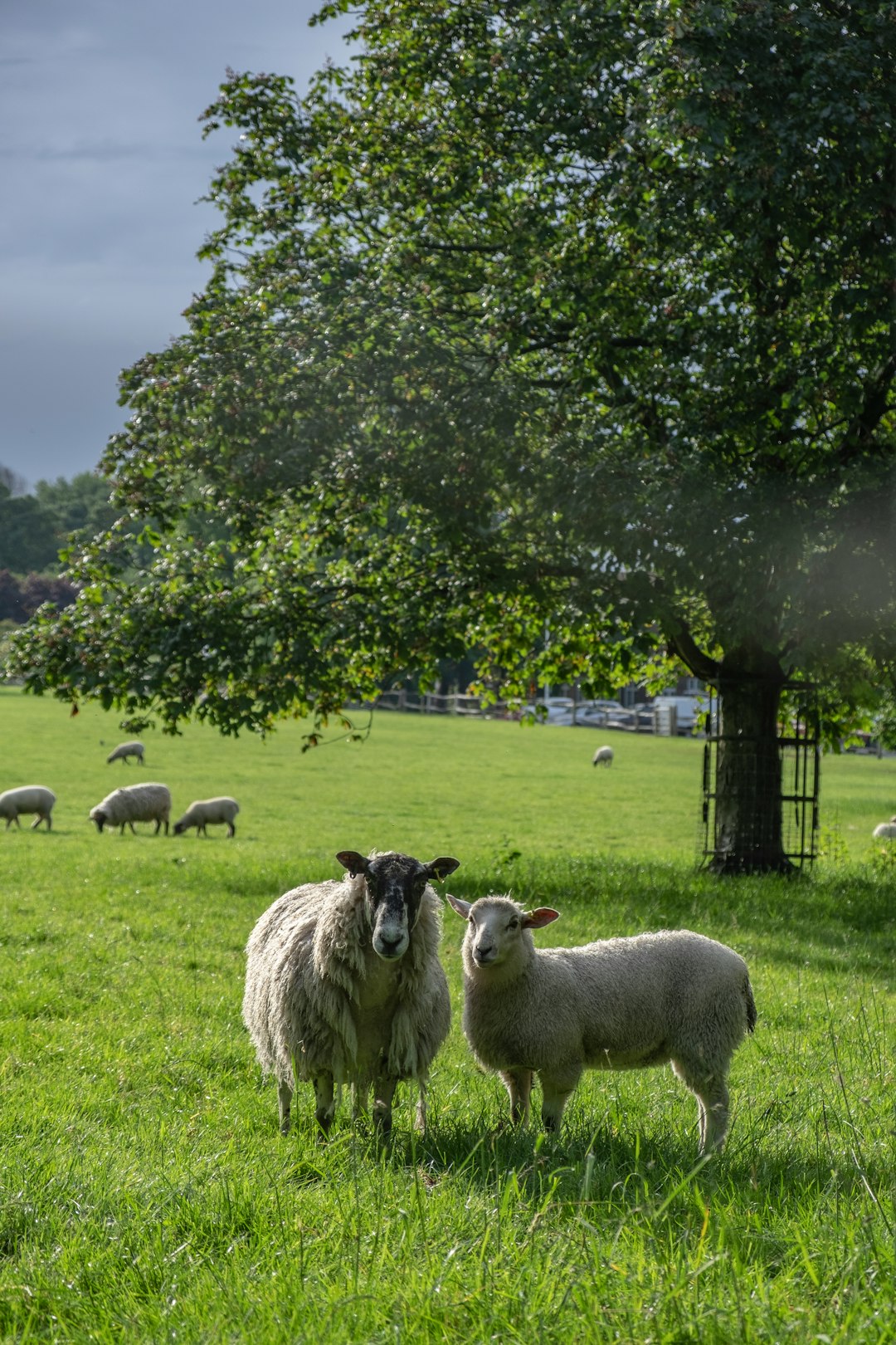 group of sheep on green field during daytime