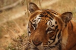 A close-up of a tiger with a focus on its intense gaze and striking facial markings. The background is a blur of natural colors and foliage, adding to the wild setting.