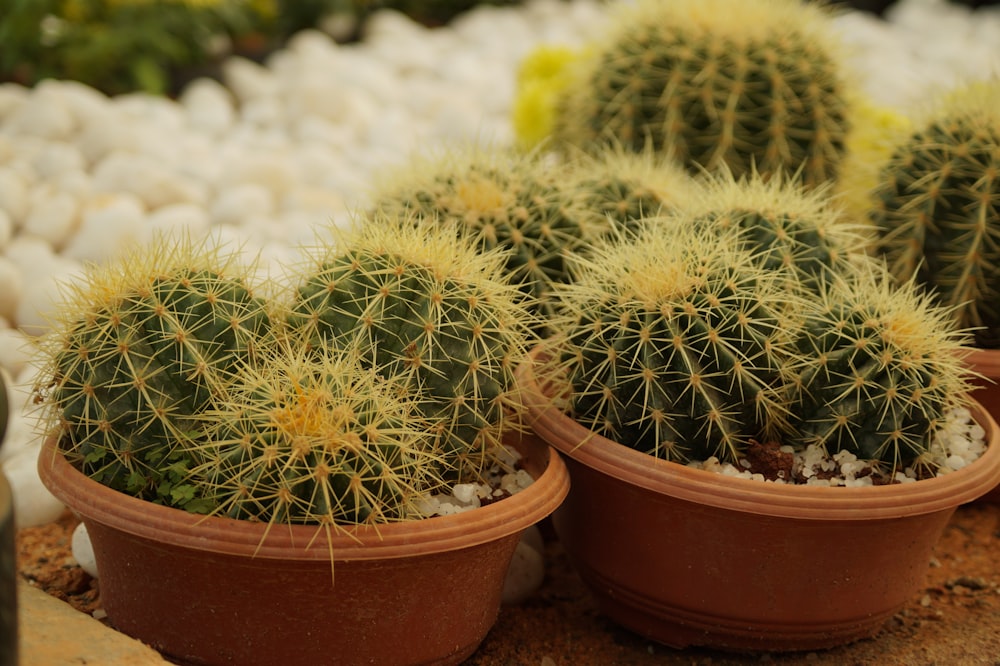 green cactus plants