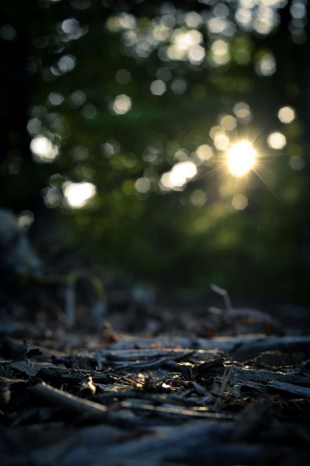 El sol brilla a través de los árboles en el bosque