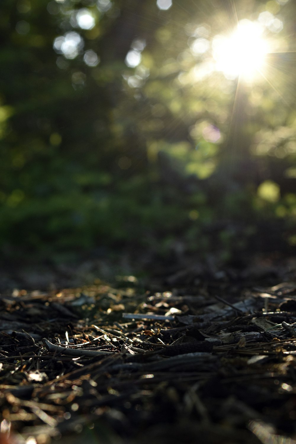 sunlight filtering through green tree leaves in forest