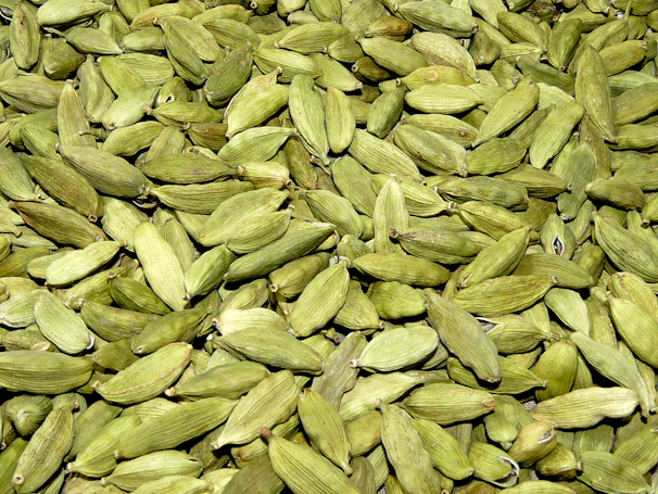 Farmers carefully handpicking premium quality cardamom pods in lush green plantations.