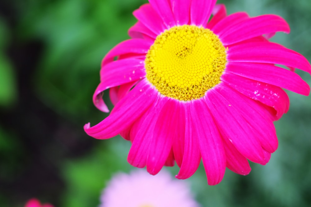 pink petaled flower in close-up photo