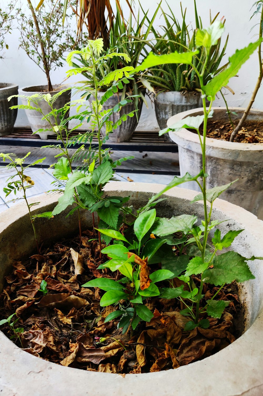 plant in vase