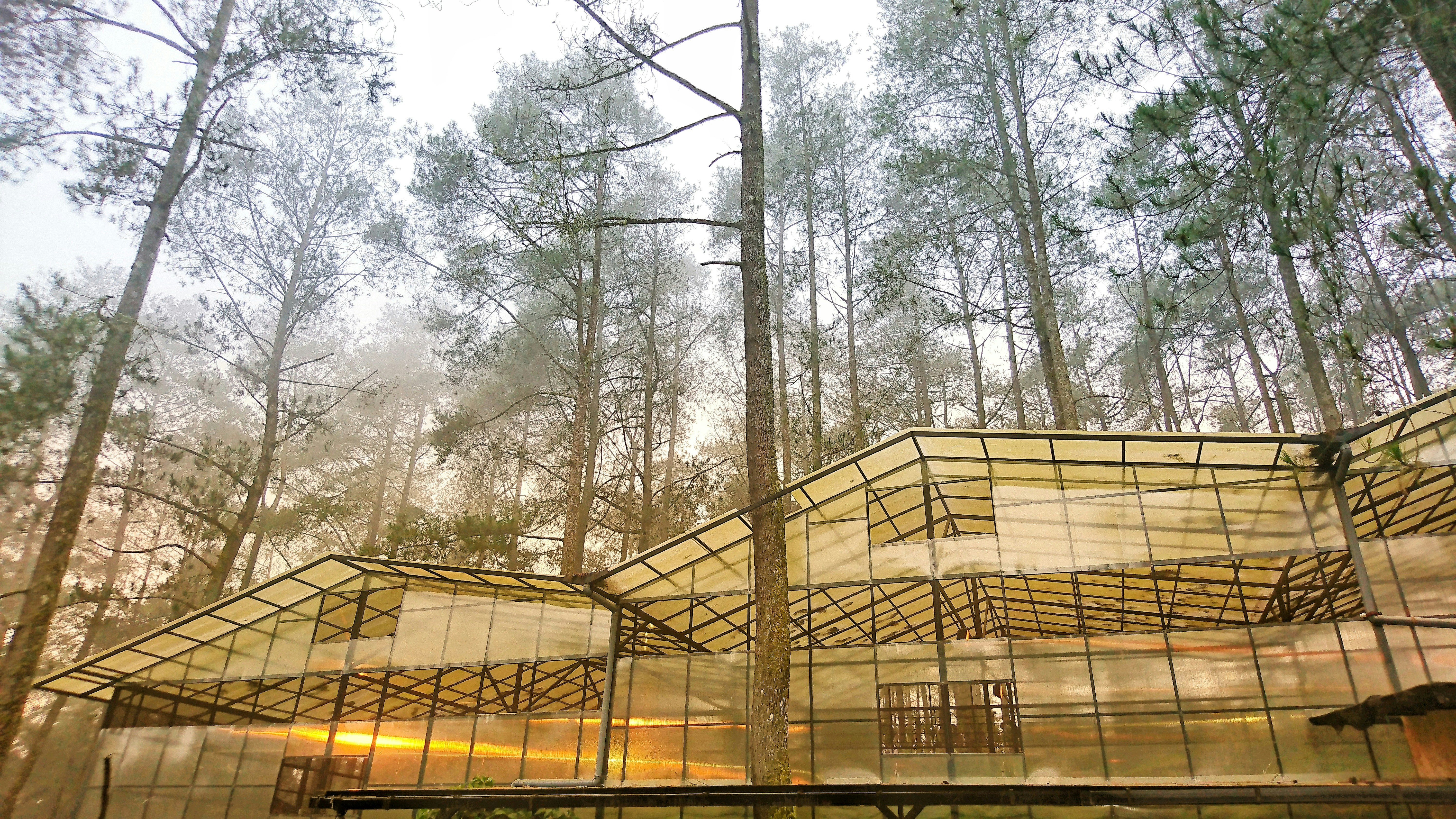 Orchid Forest Cikole Lembang Indonesia Pictures Download