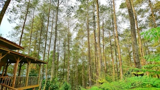 Tall pine trees grow closely together, forming a dense forest canopy with a wooden structure, possibly a cabin or viewing platform, on the left side. Green underbrush and ferns fill the lower part of the scene, adding vibrant color to the natural setting. The sky is visible through the treetops.