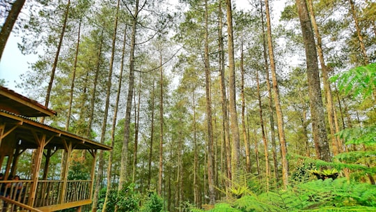 photo of Genteng Forest near Bandung