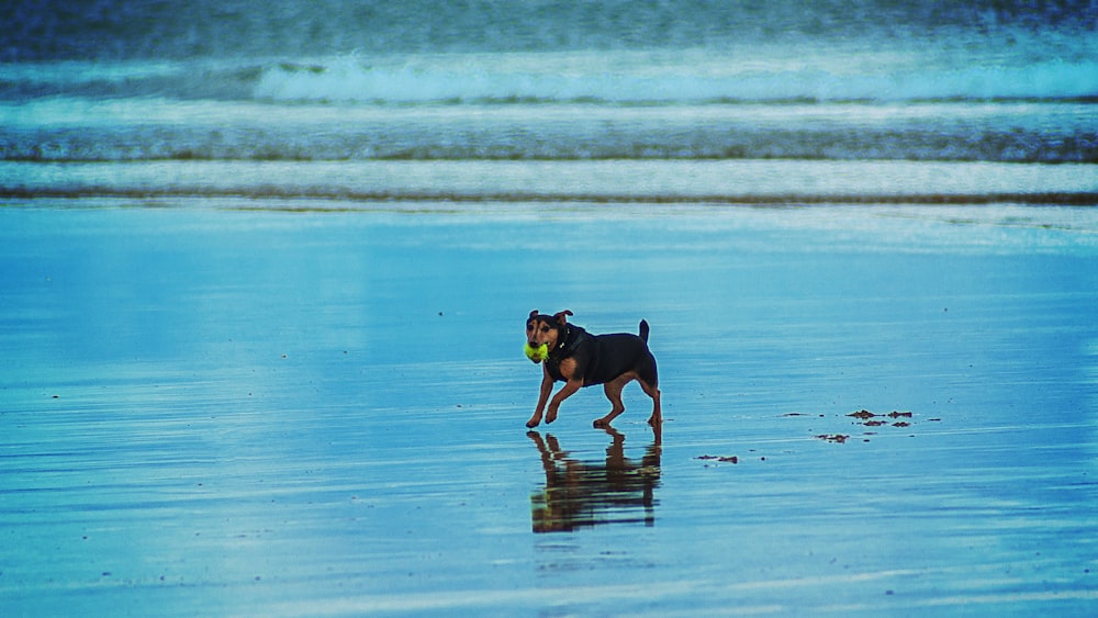 dog in seashore