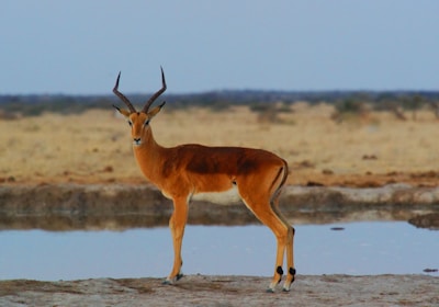 Botswana Safari Impala am Wasserloch
