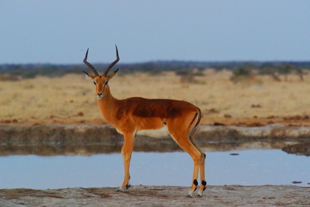 cerf noir et brun près d’un plan d’eau