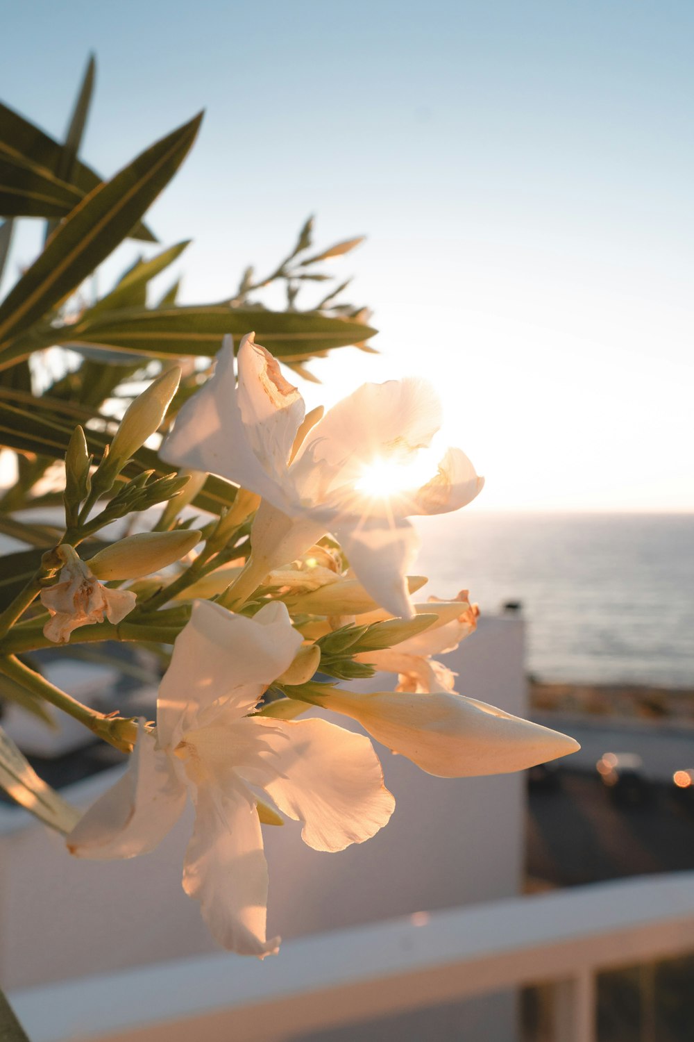 white flowers with leaves