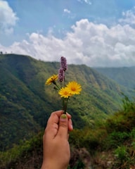 Hands holding a small bouquet of wildflowers, representing daily gratitude