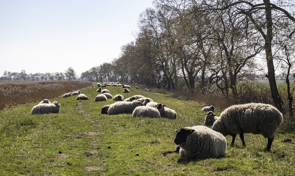 sheep lot