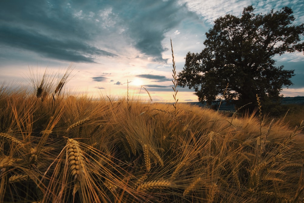 wheat field