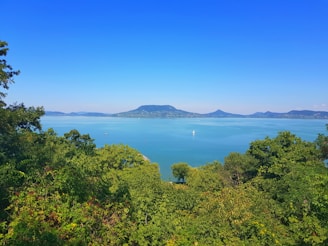 green trees near ocean