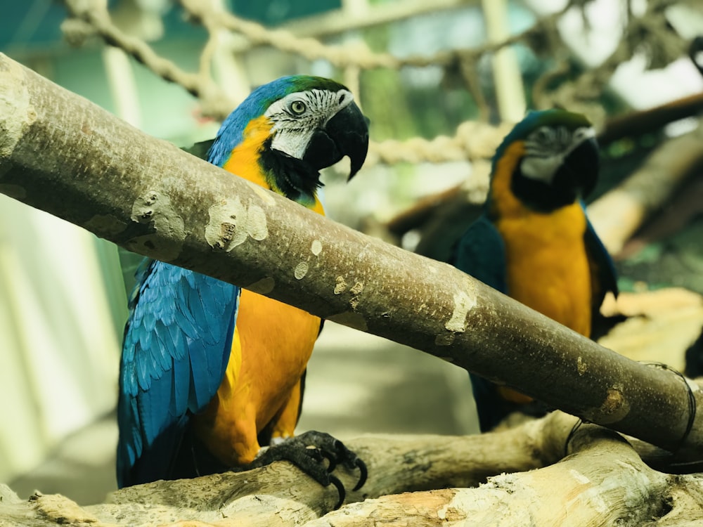 two yellow and blue birds on gray stick