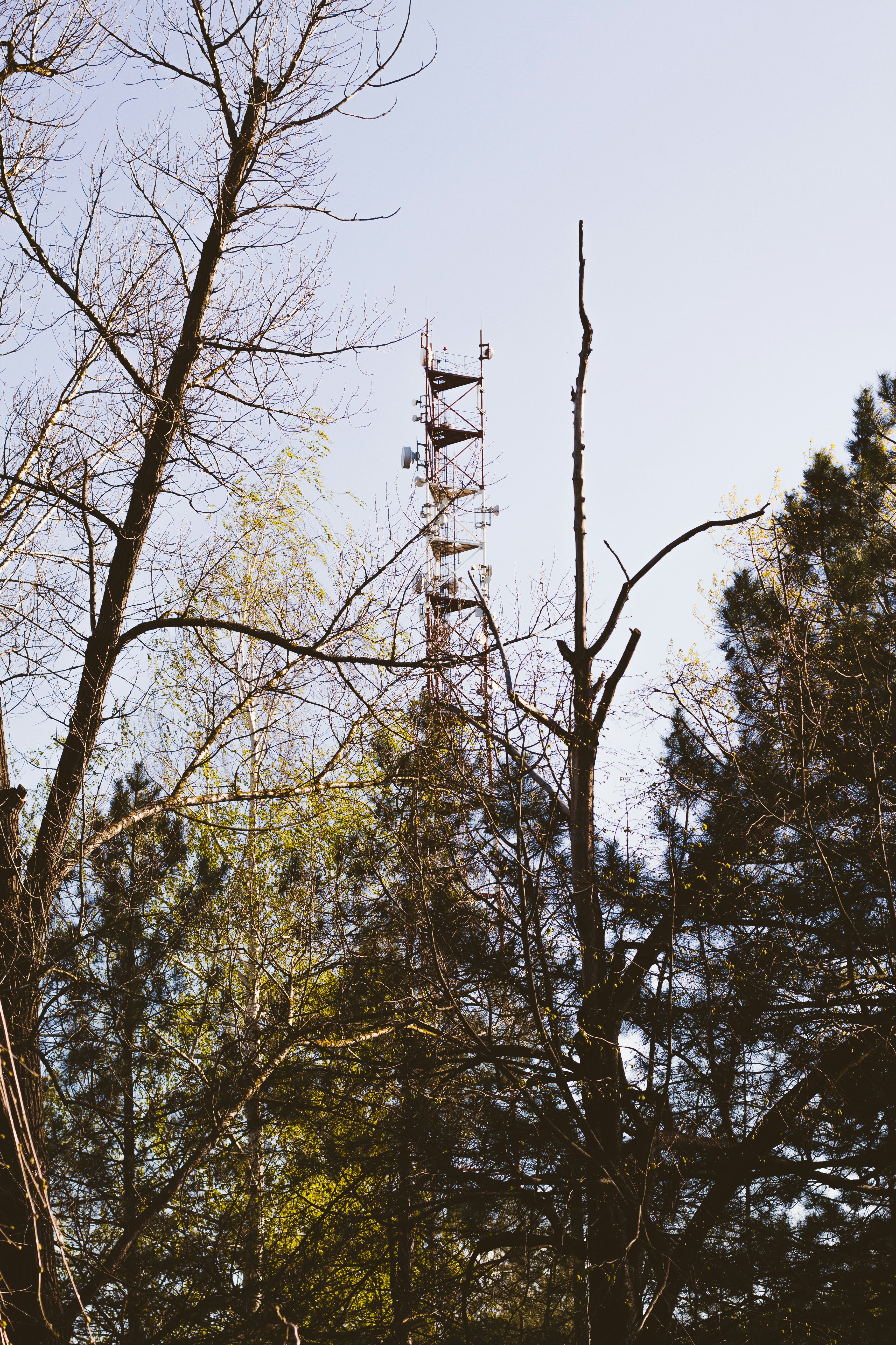 ポスト近くの枯れ木の写真 Unsplashで見つける木の無料写真