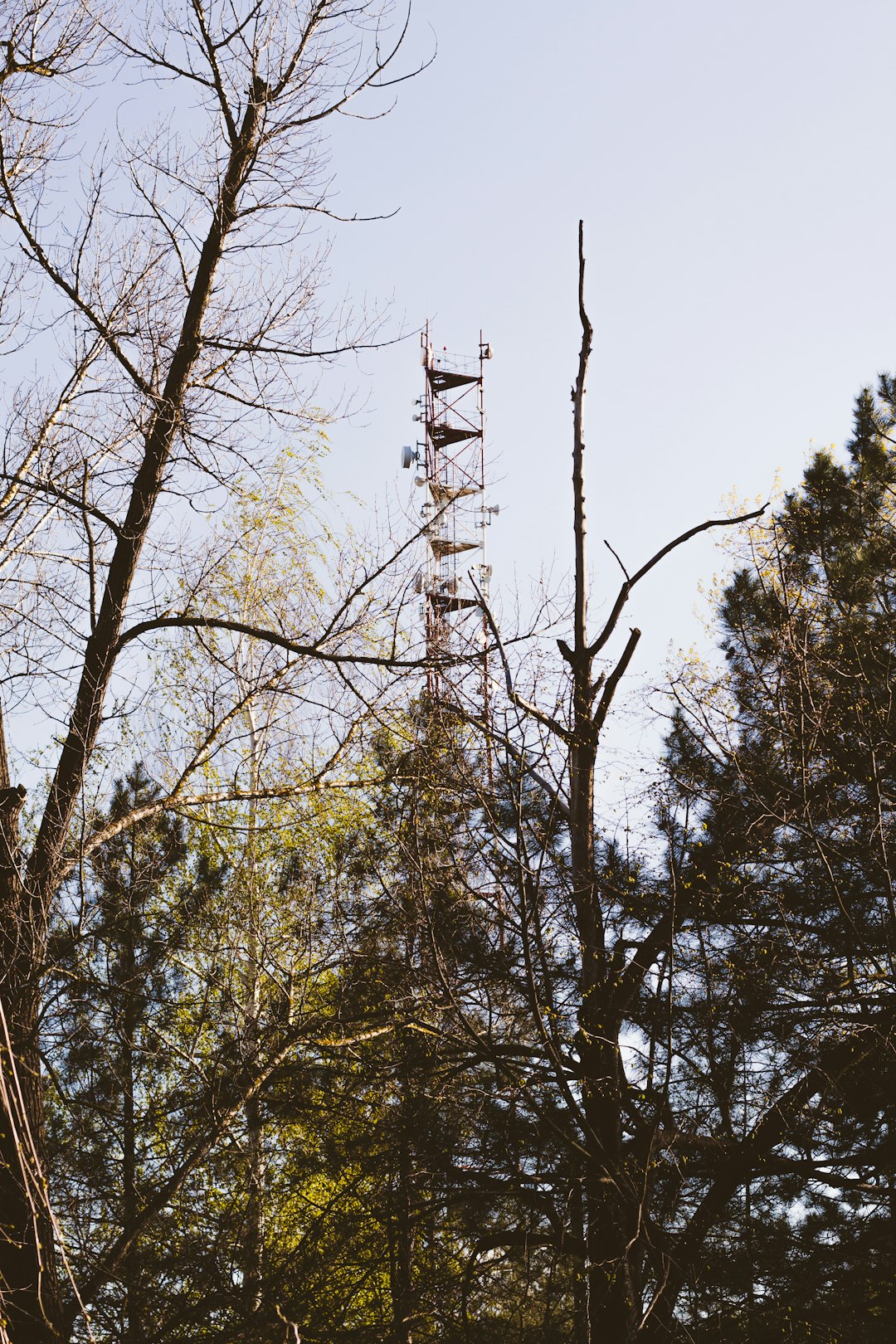 withered trees near post