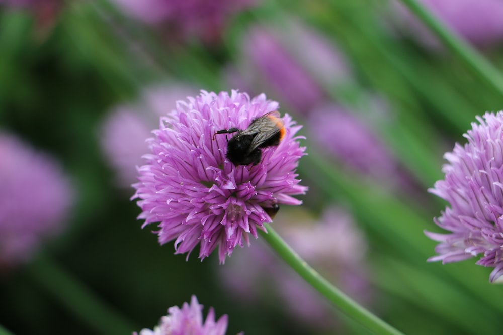 purple-petaled flower