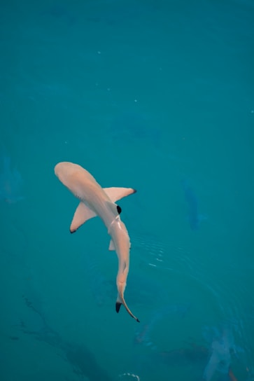 Freedivers gracefully gliding alongside curious reef sharks in the clear turquoise waters of Tiahura Lagoon.