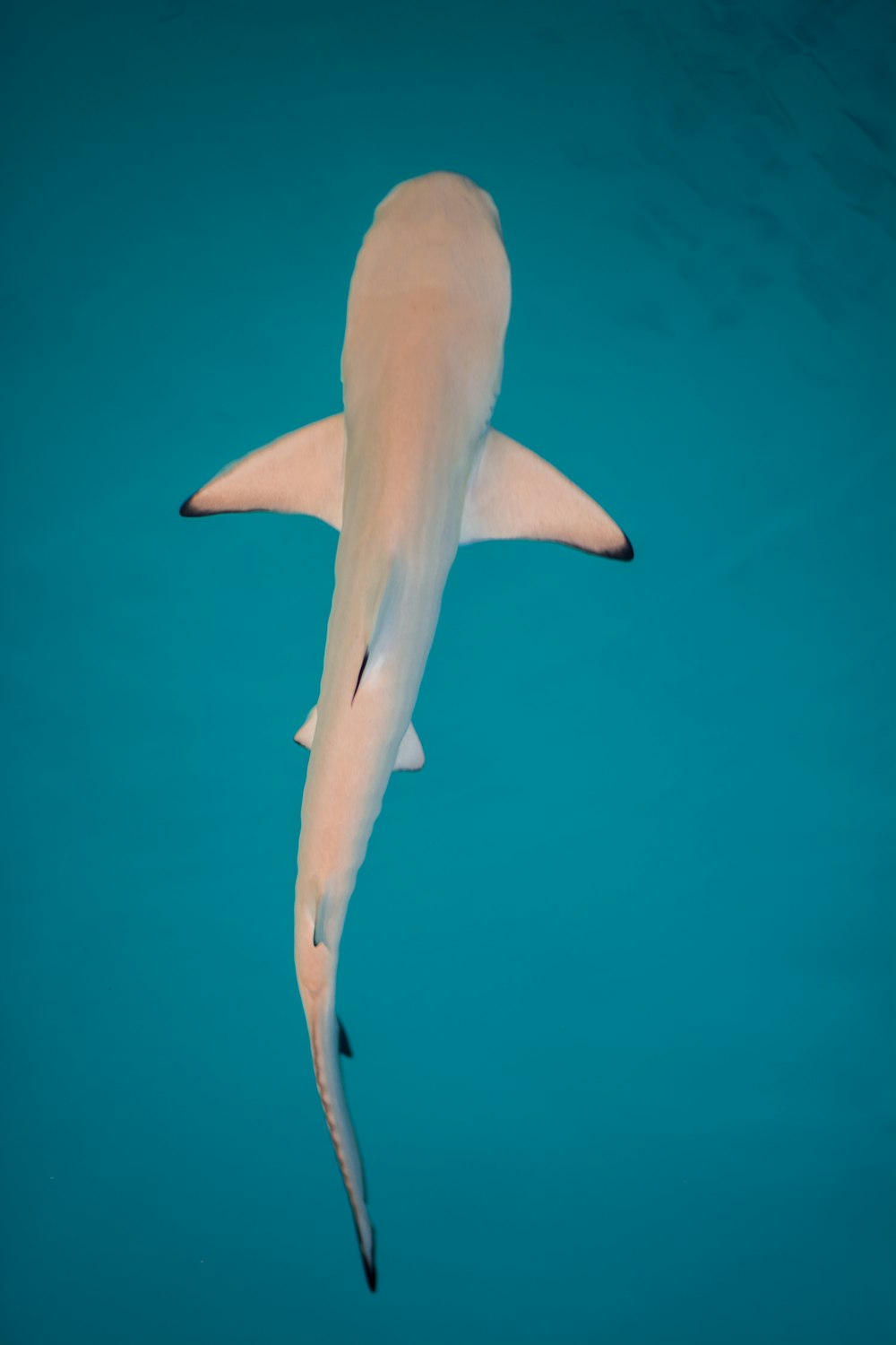 high-angle photo of gray and black shark