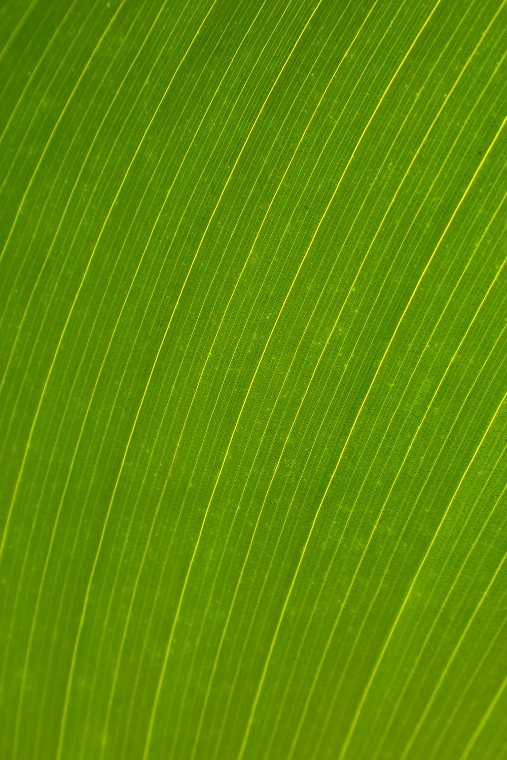 Vue rapprochée d’une feuille verte