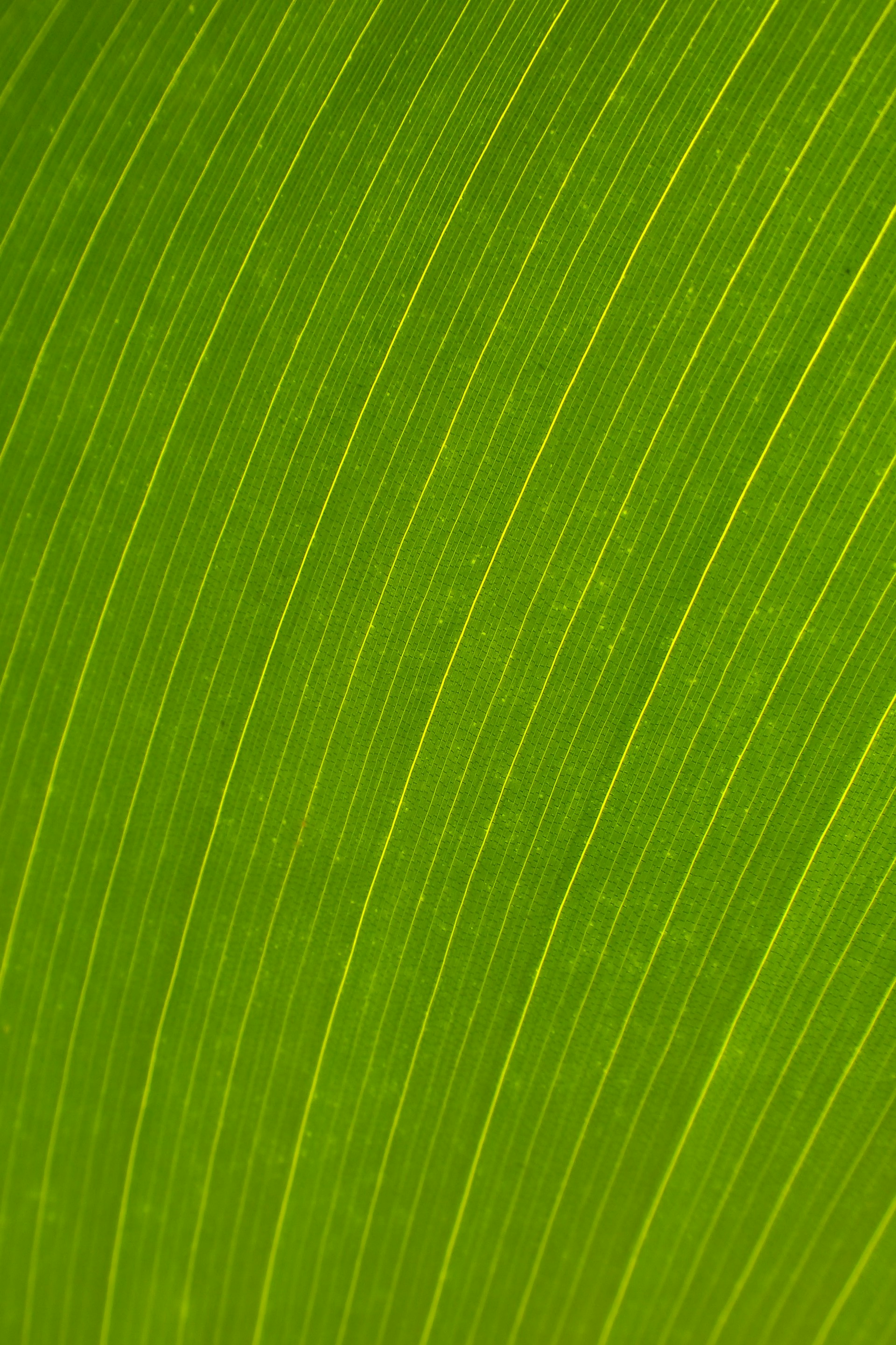 a close up view of a green leaf