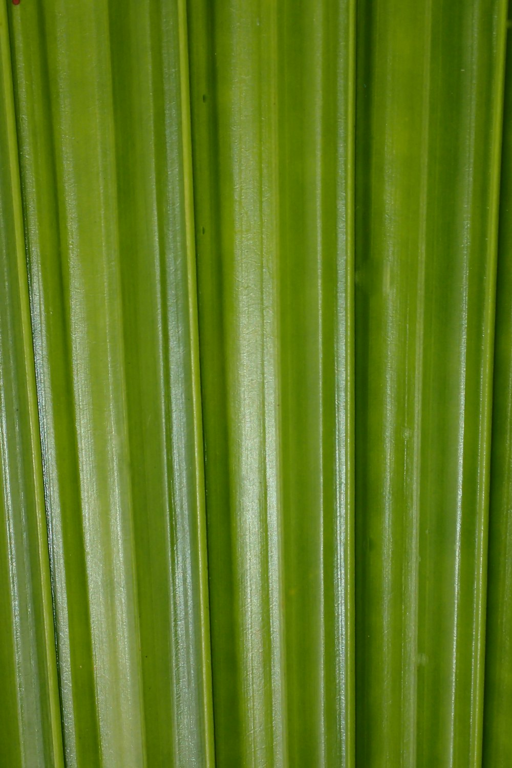 uma visão de perto de uma planta verde