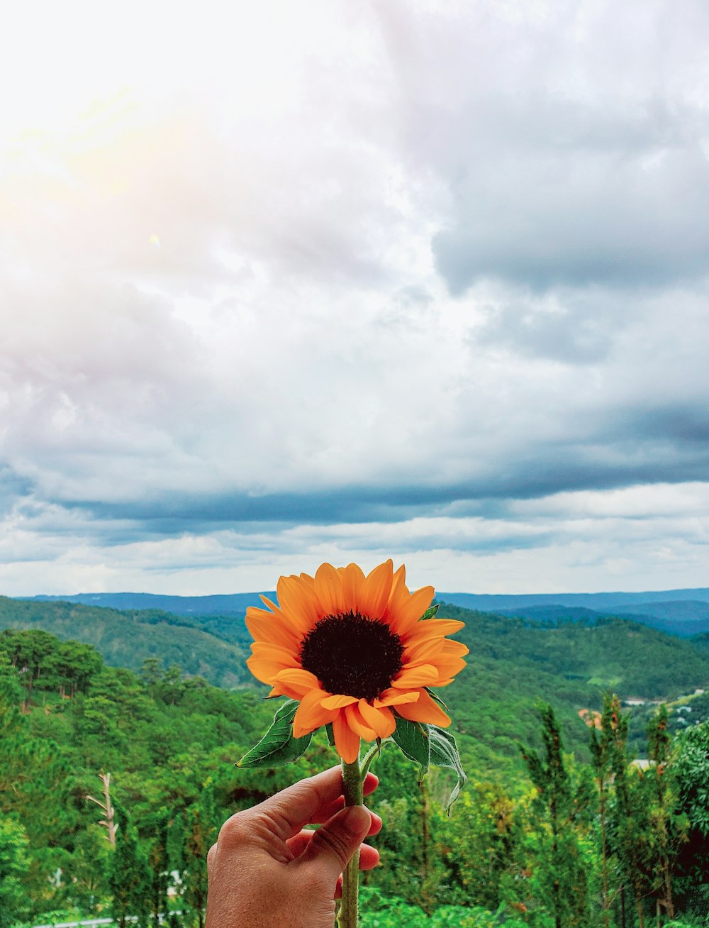 blooming orange sunflower