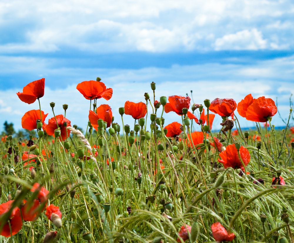 fleurs à pétales rouges