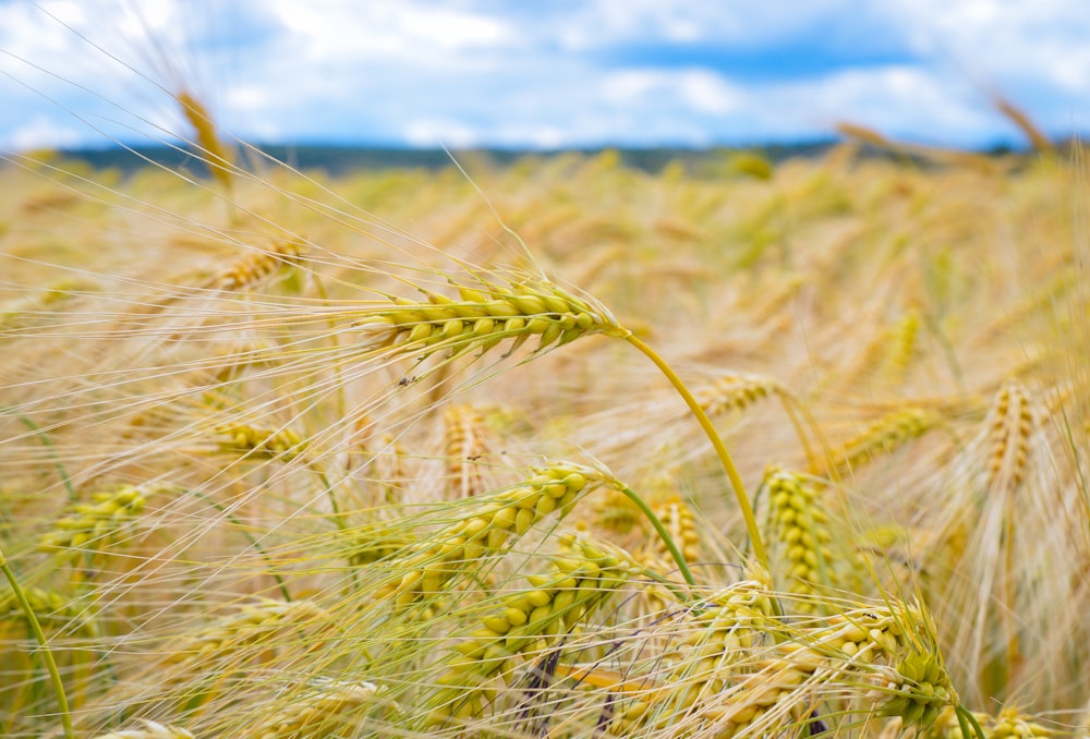 brown wheat field under blue and white skies