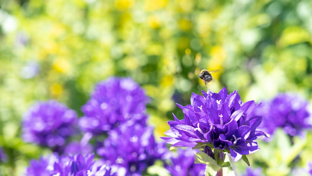 violet-petaled flowers